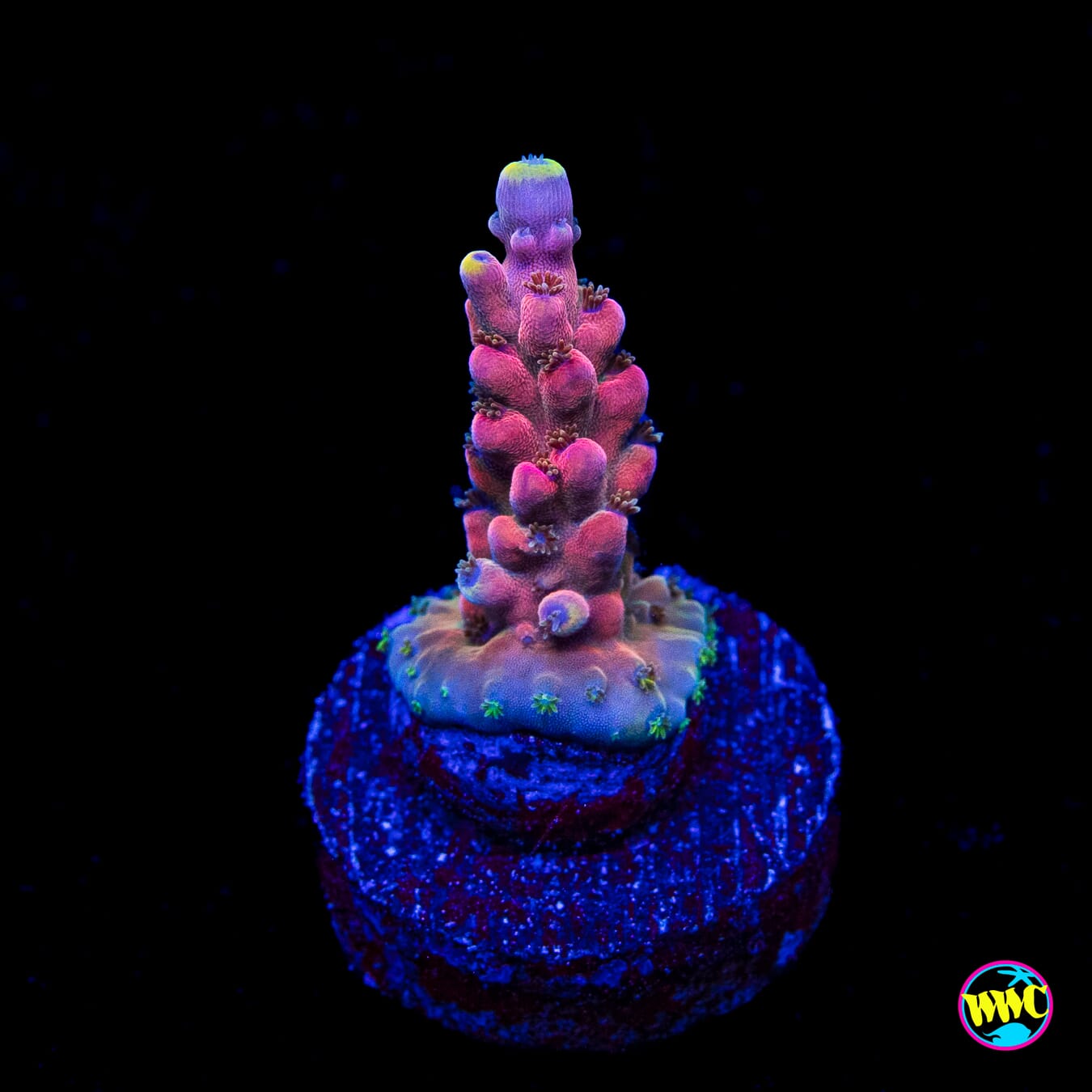 RMF Candyland Acropora