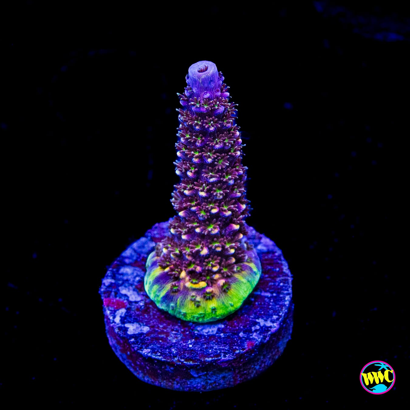 Sweet N' Sour Acropora