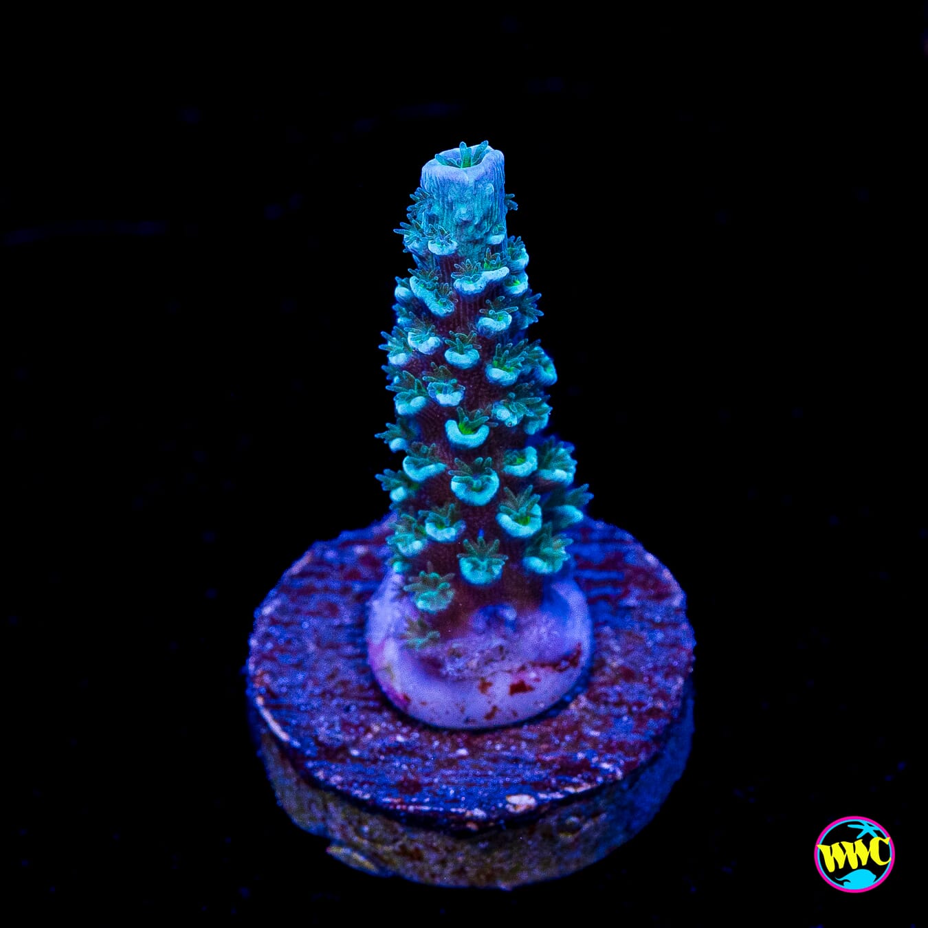 Man on the Moon Hoeksemai Acropora