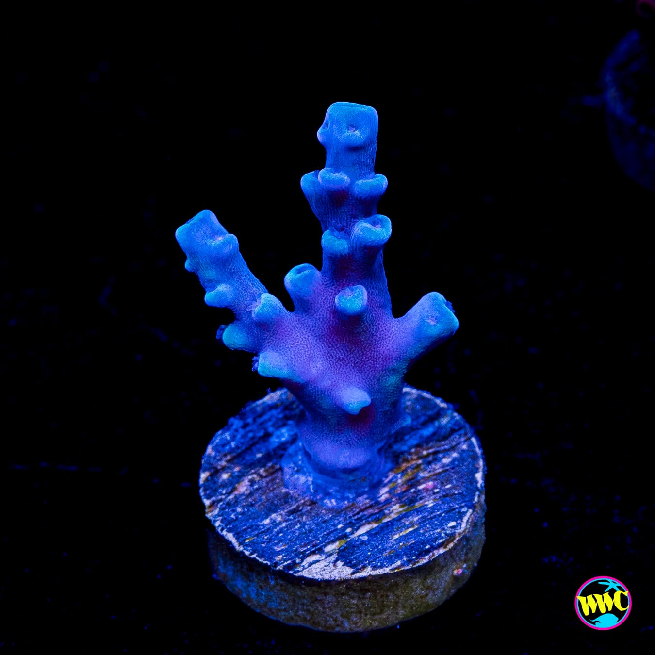 Oregon Tort Acropora