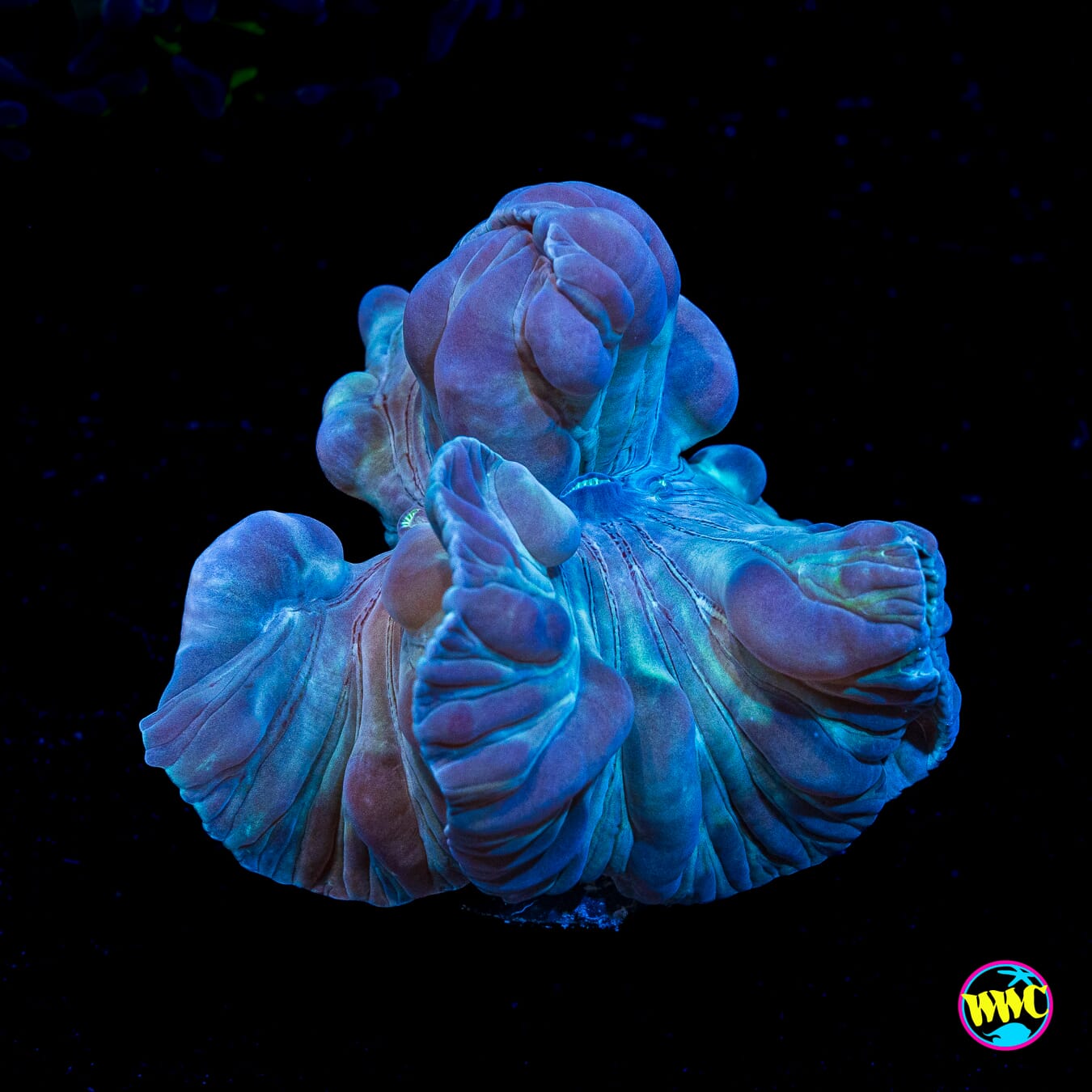 WWC Permafrost Fox Coral