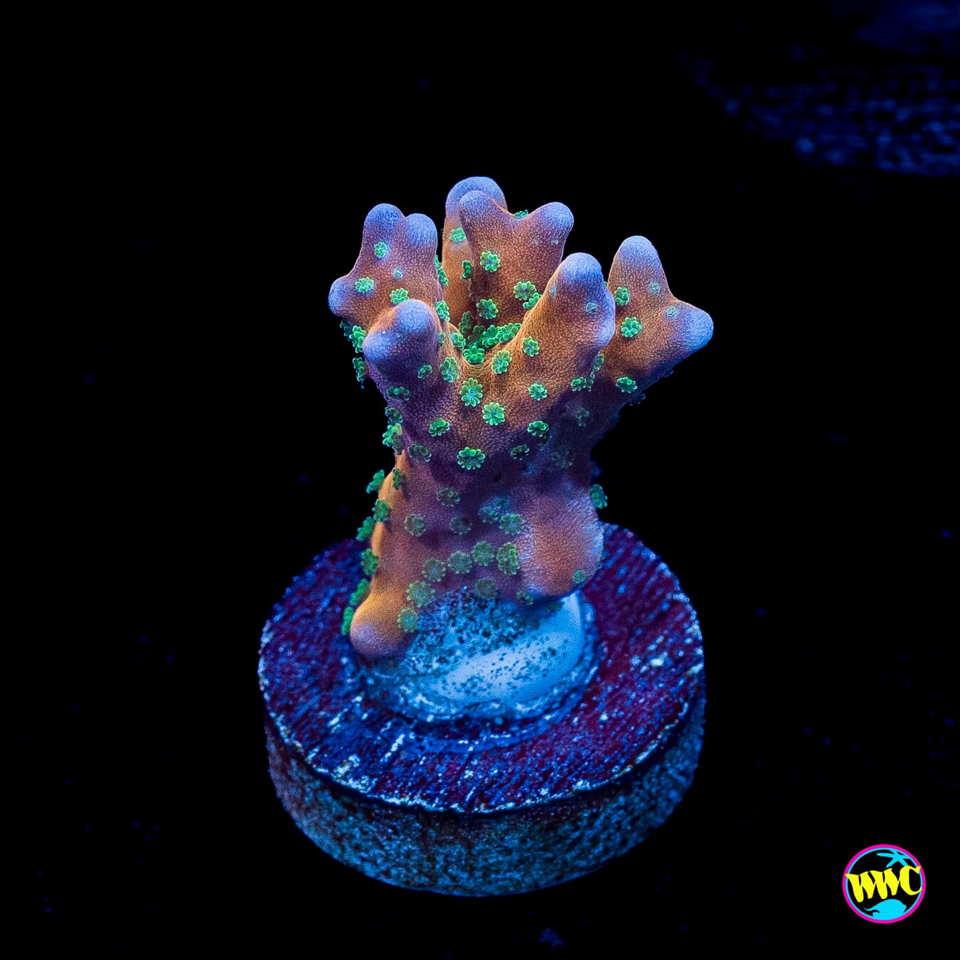 RR Tropicana Anacropora