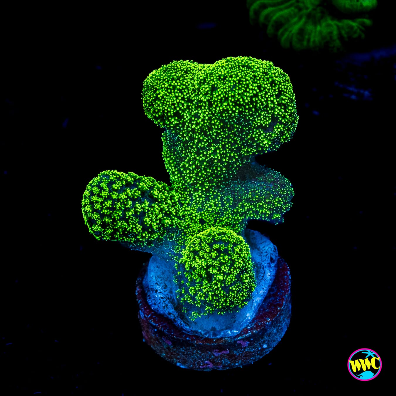 WWC Green Goblin Stylophora