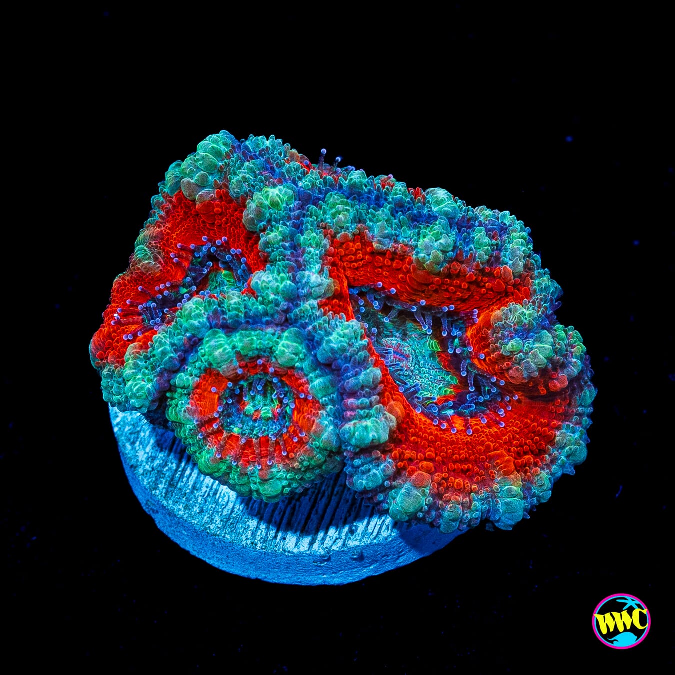 Teal Ring Aussie Lord