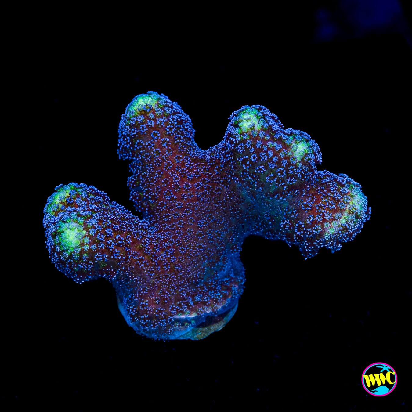 WWC Blue Stylophora