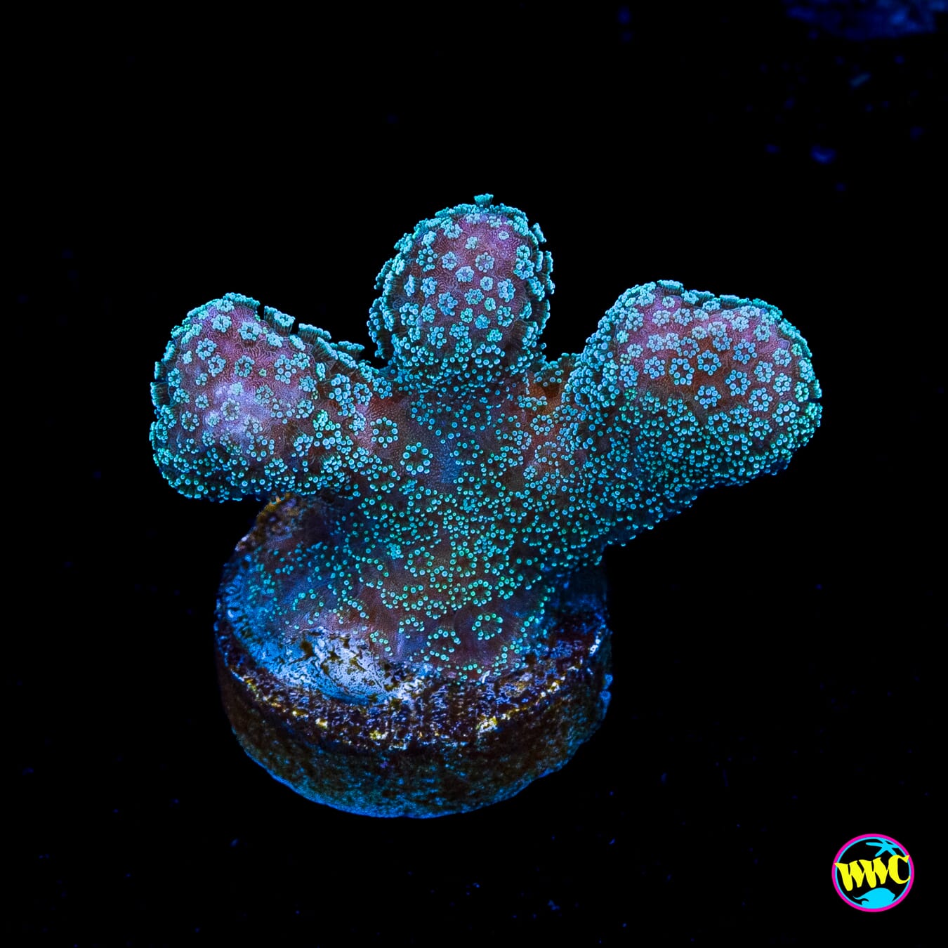 Tyree Rainbow Stylophora