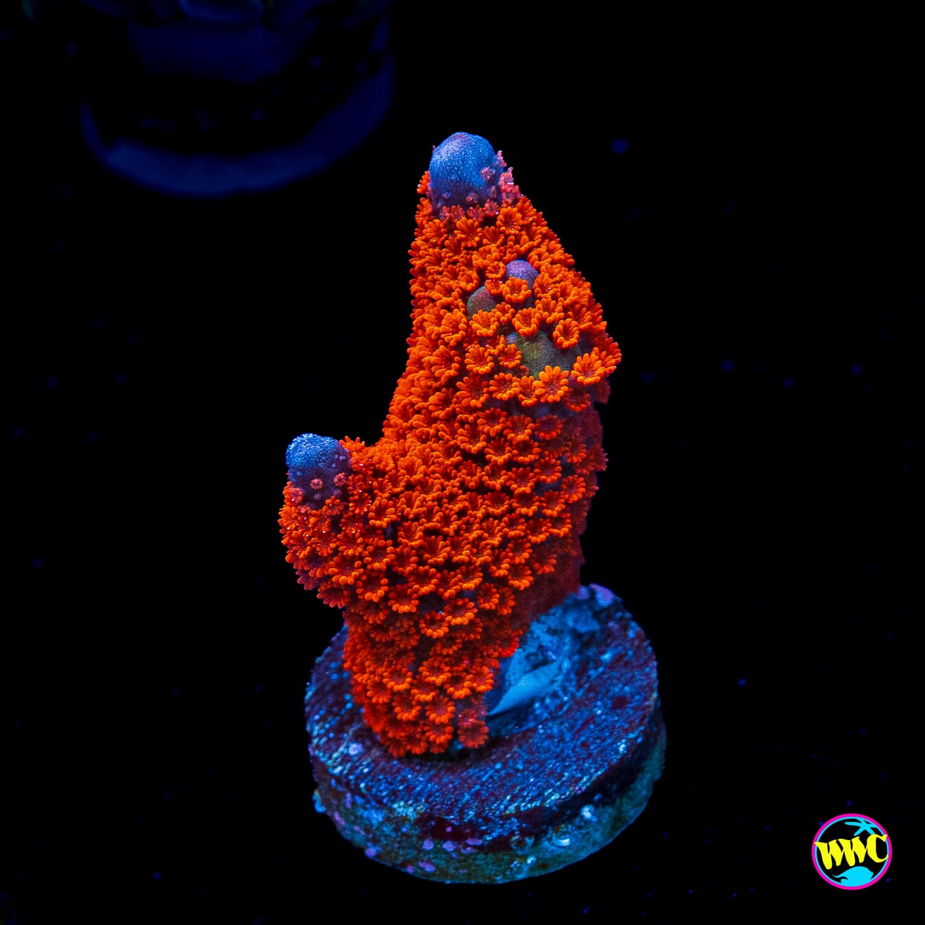 Forest Fire Digitata Montipora