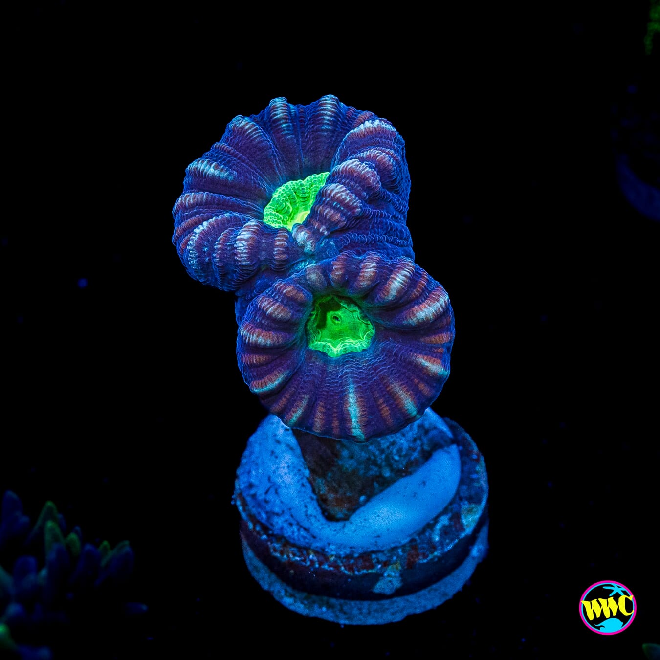 Alien Eye Candy Cane