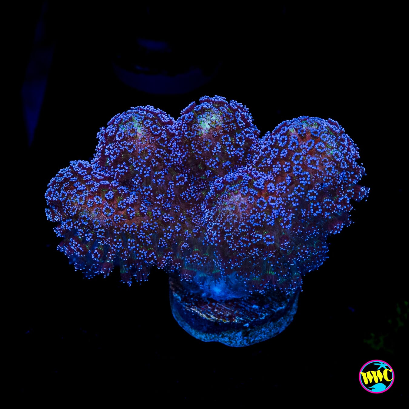 WWC Blue Stylophora