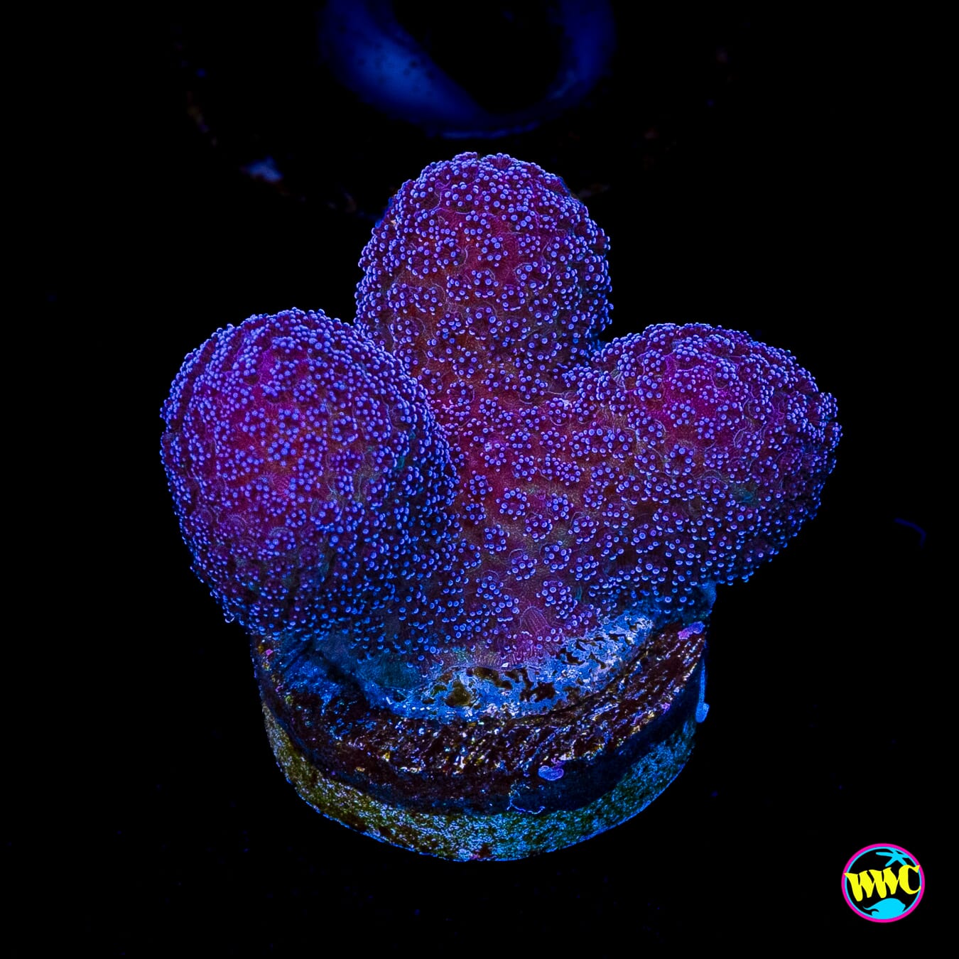 WWC Purple Stylophora