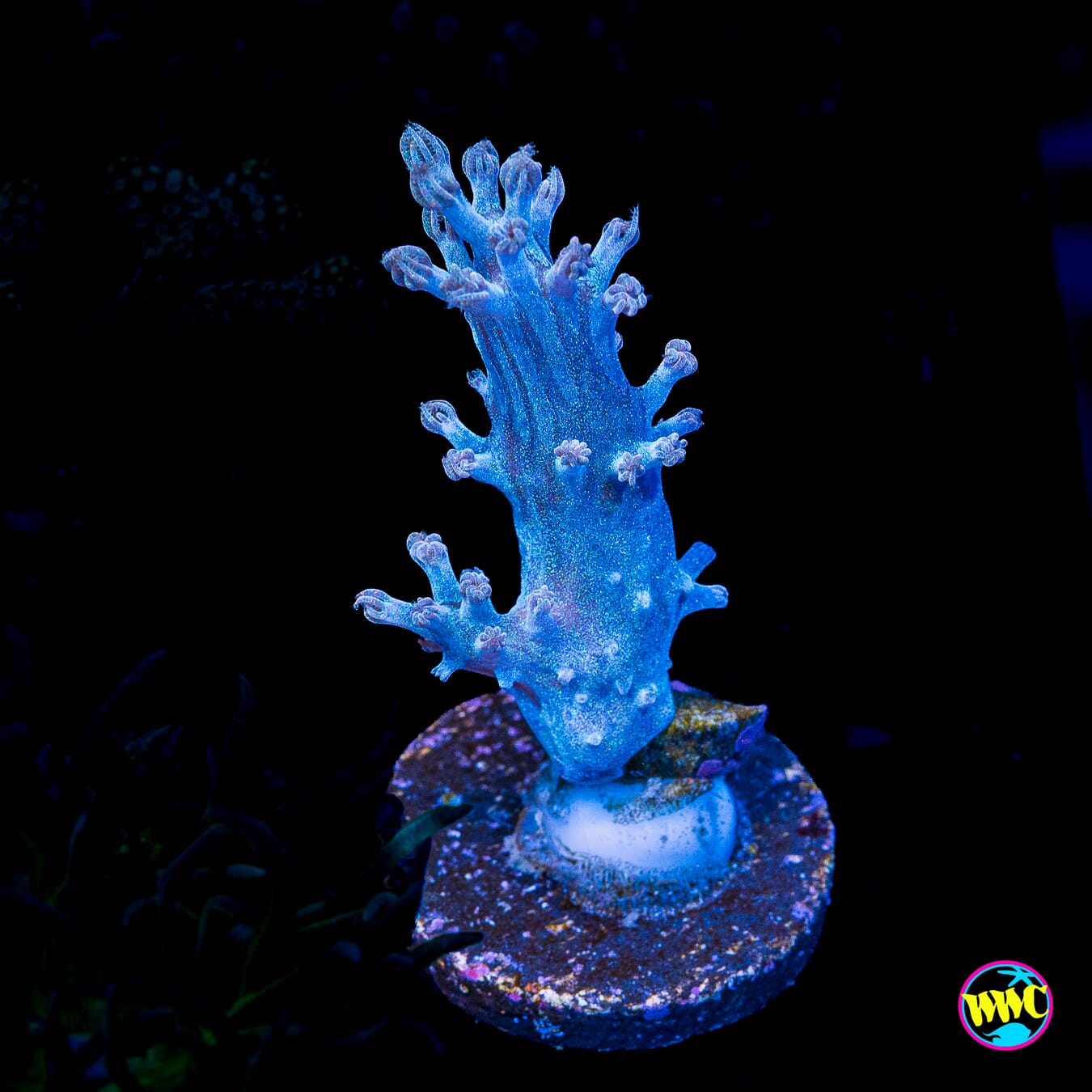 WWC Rainbow Sprinkles Cespitularia