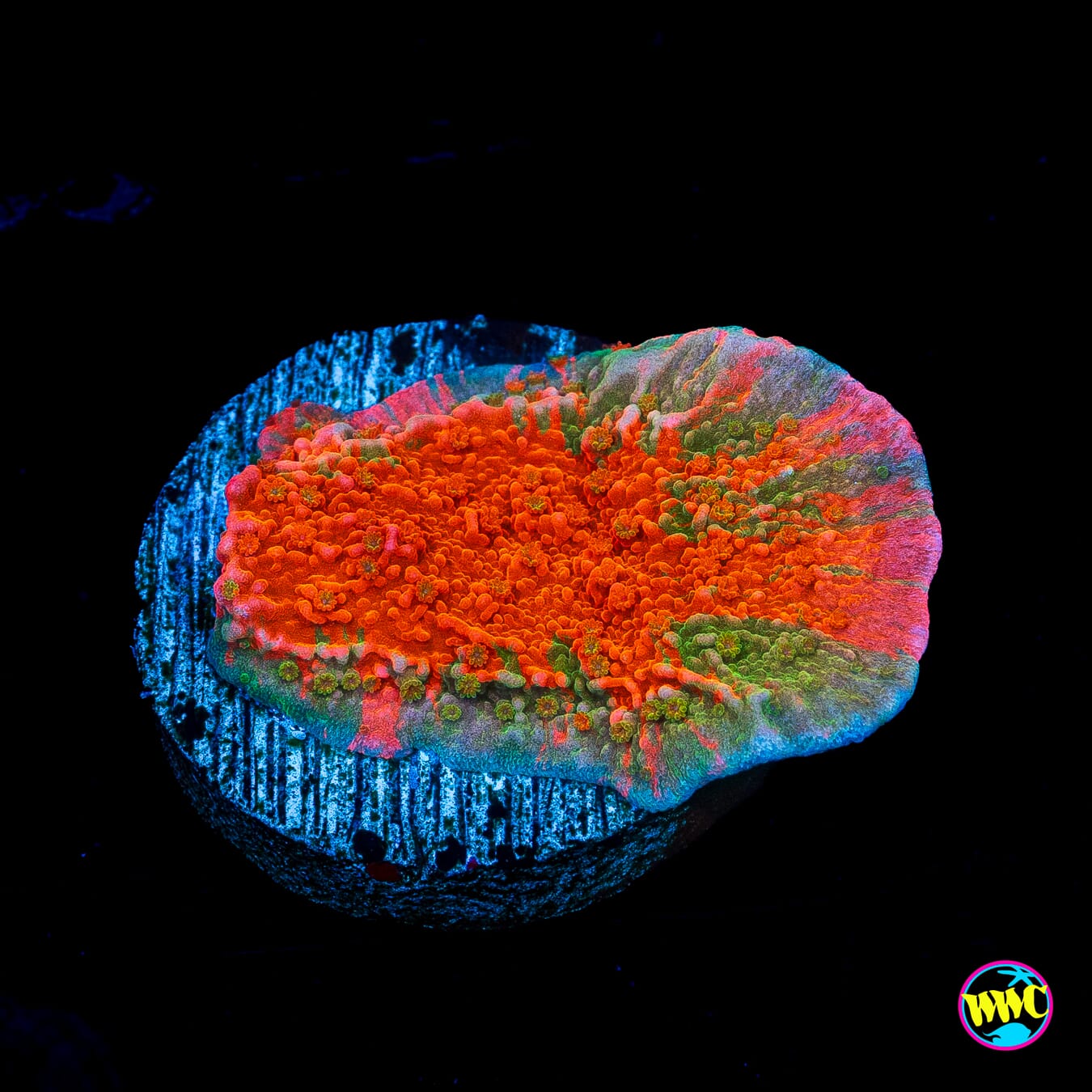 WWC Grafted Cap Montipora