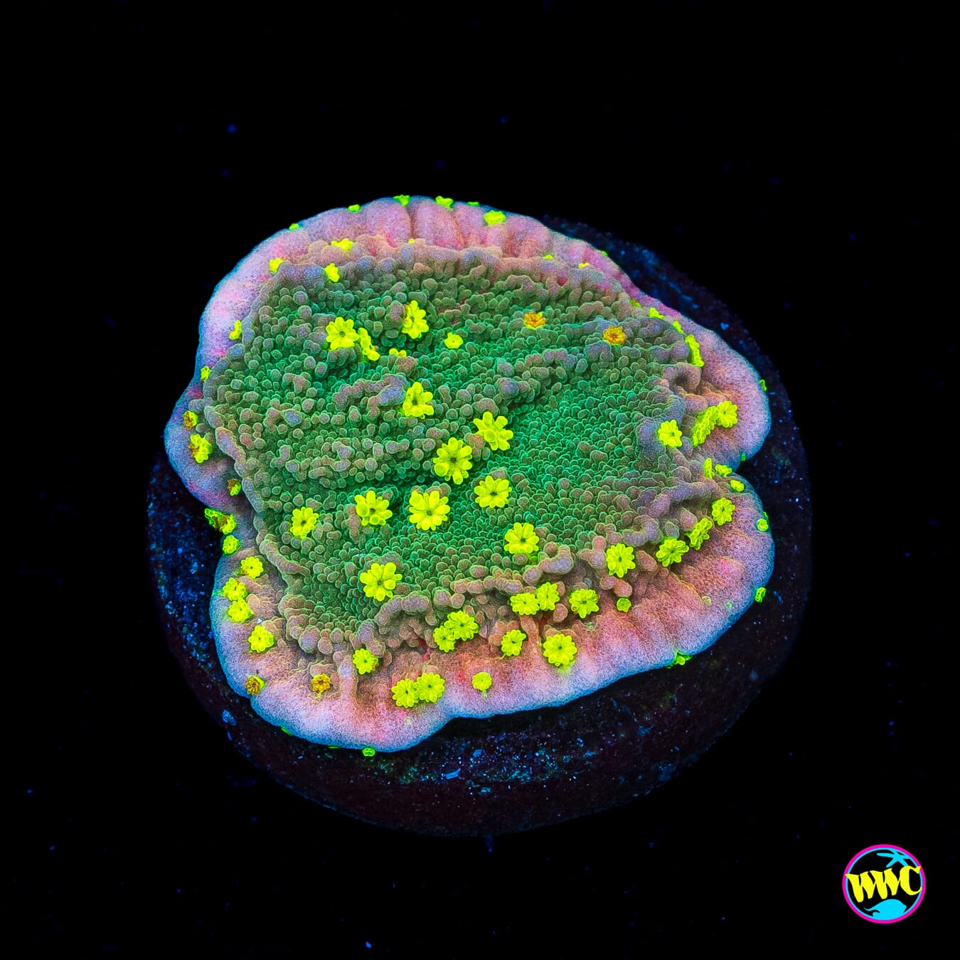 WWC Grafted Sunfire Montipora
