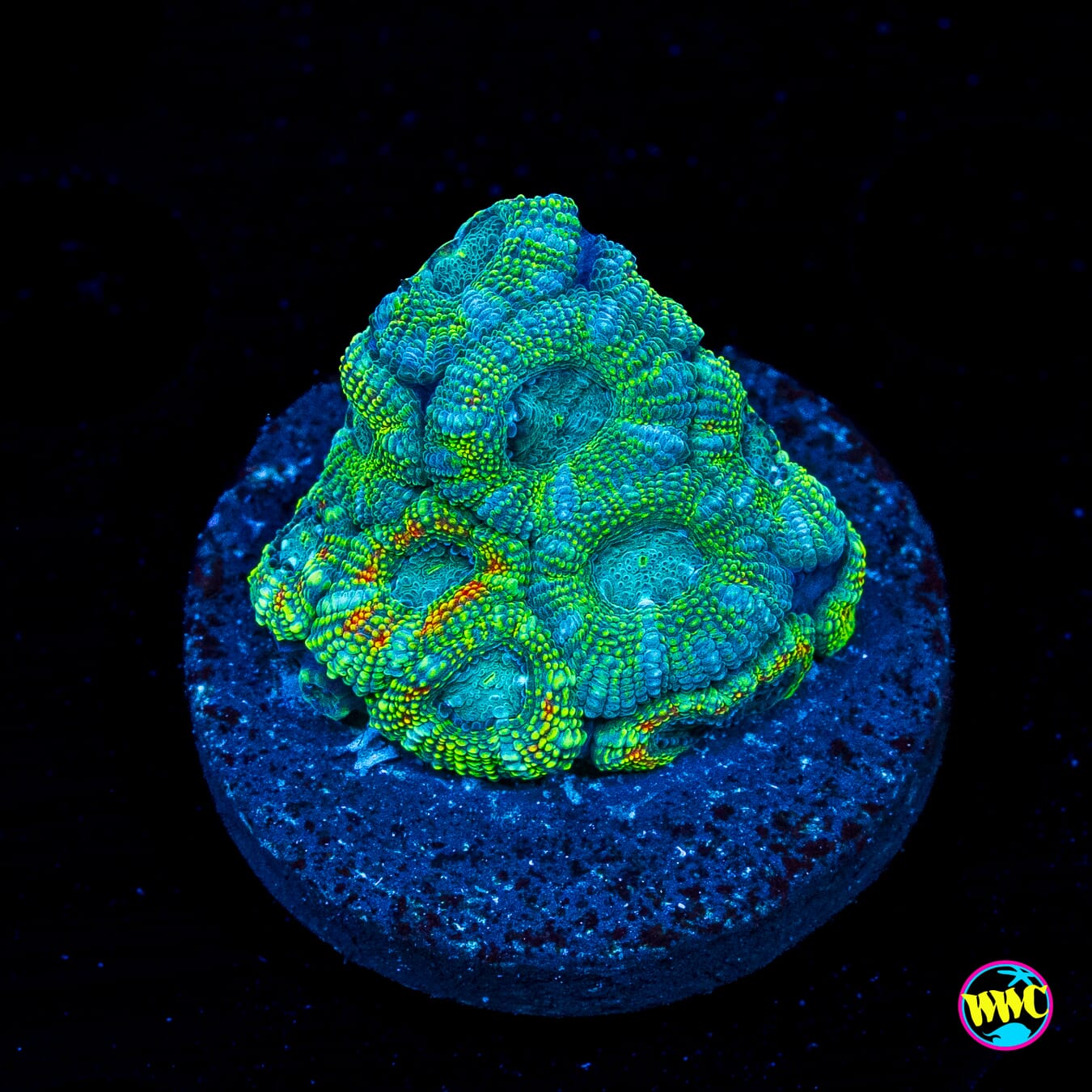 WWC Citrus Nova Micromussa
