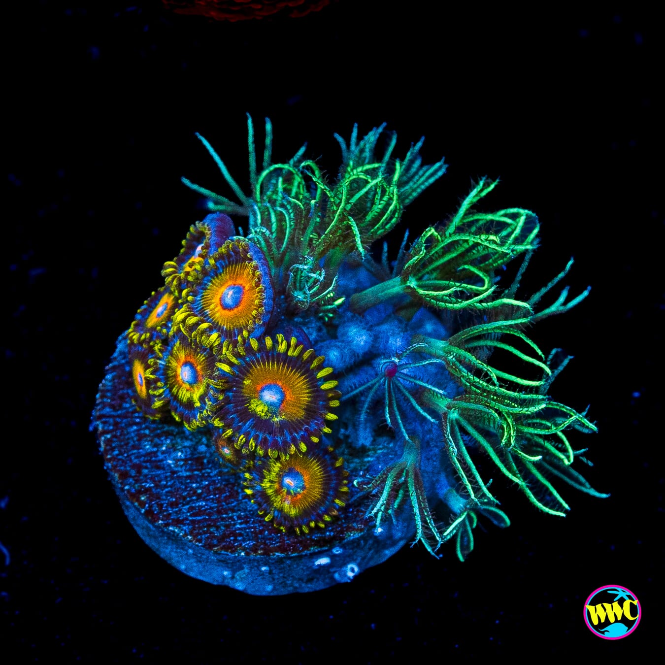 Star Polyps and Super Saiyan Combo Zoanthids