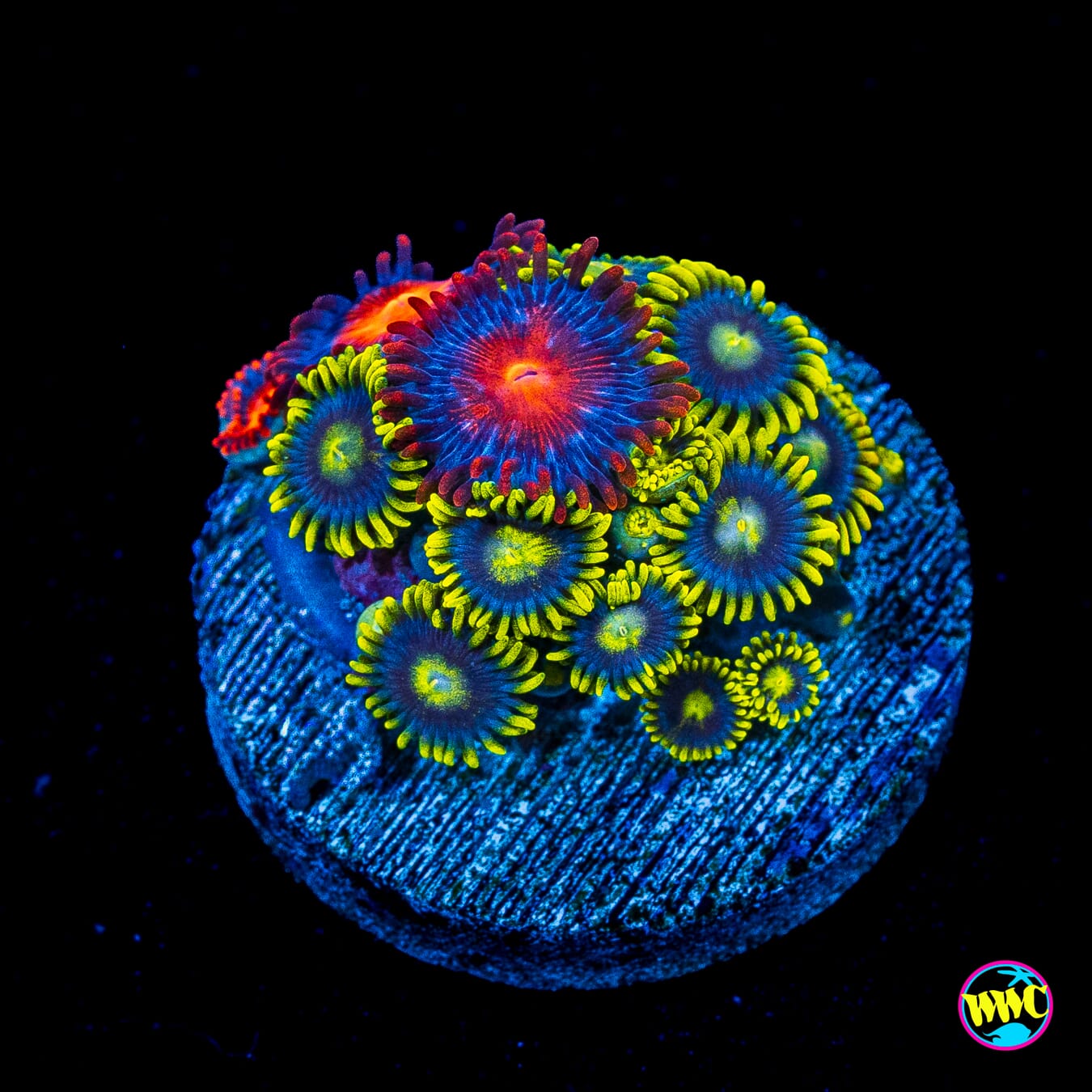 WWC Sunbeam Shuriken and Bam Bam Combo Zoanthids