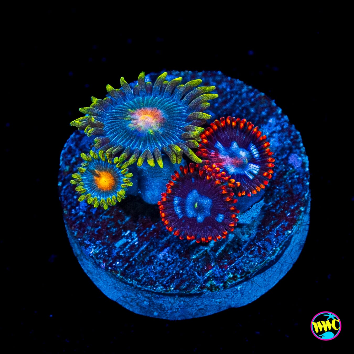 Fire and Ice and Pinwheel Combo Zoanthids
