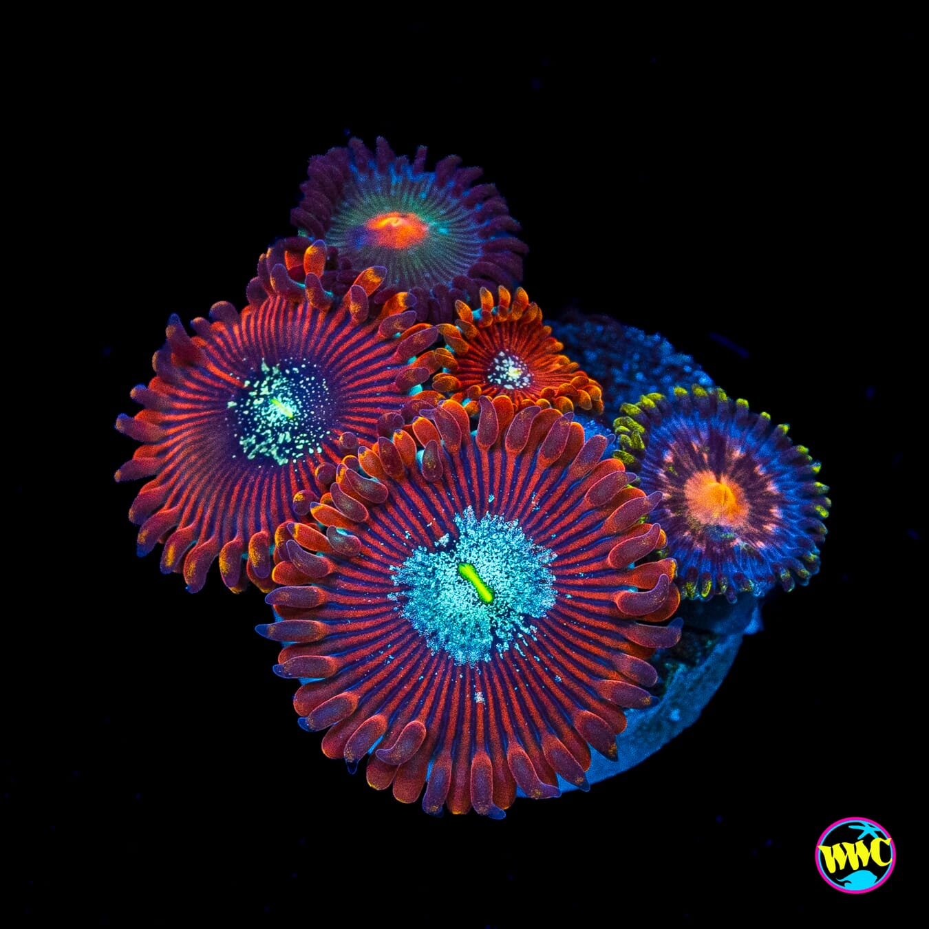 Magician, Pinwheel and Kiwi Sunset Combo Zoanthids