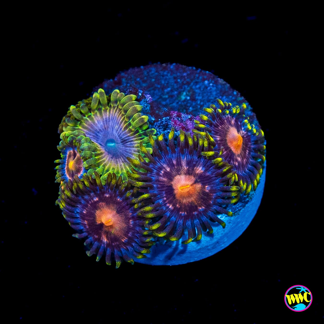 Purple Pinwheel and Moonbeam Combo Zoanthids