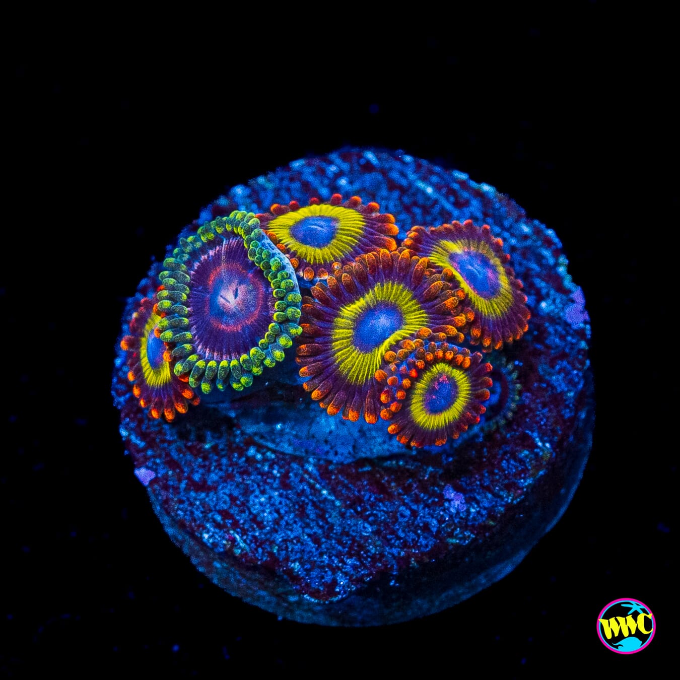 WWC Evil Heart and Fruit Loopz Combo Zoanthids