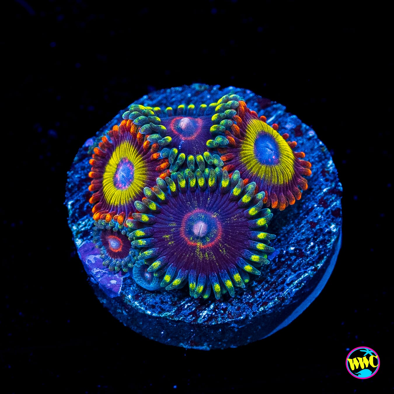 WWC Evil Heart and Fruit Loopz Combo Zoanthids