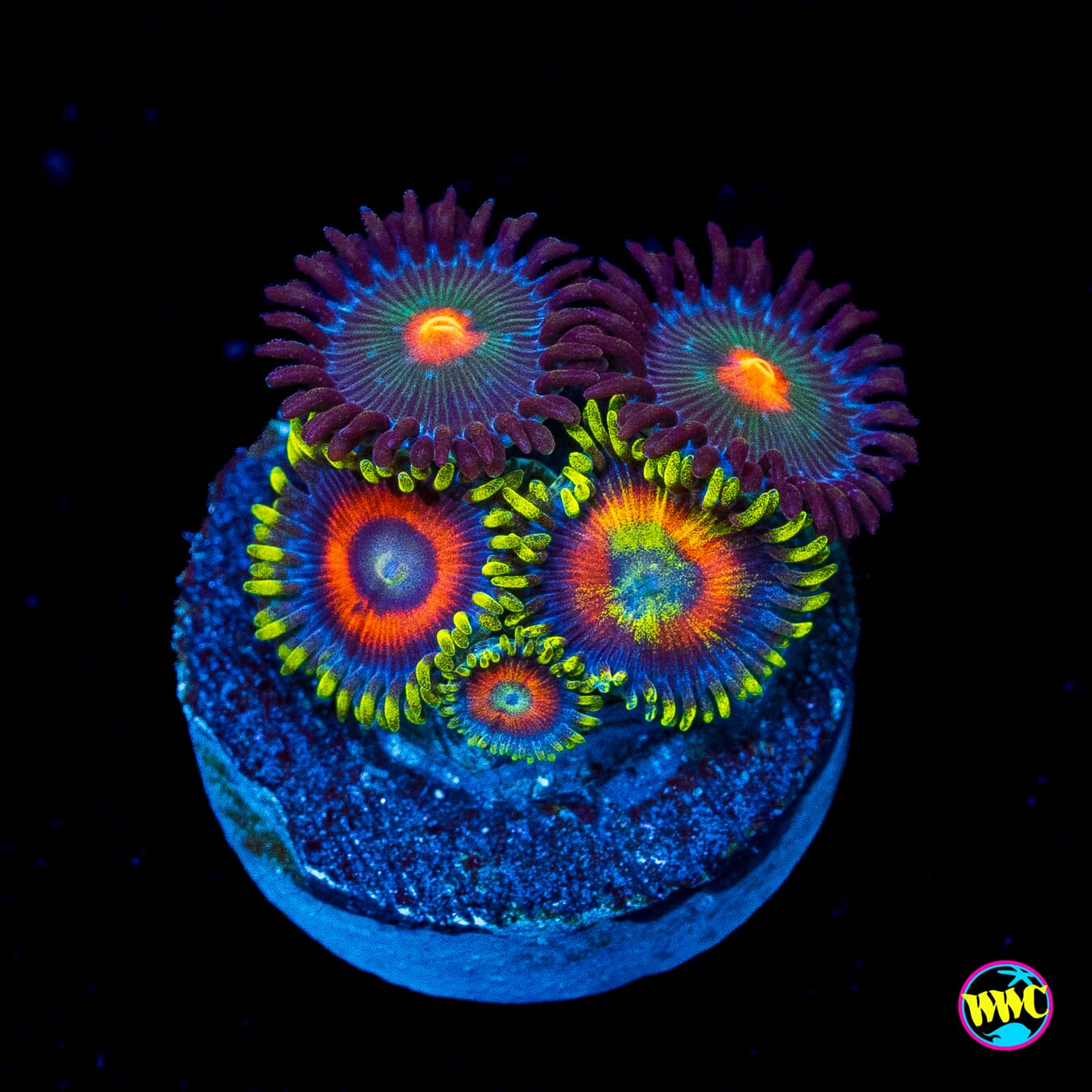 Eagle Eyes and WWC Kiwi Sunset Combo Zoanthids