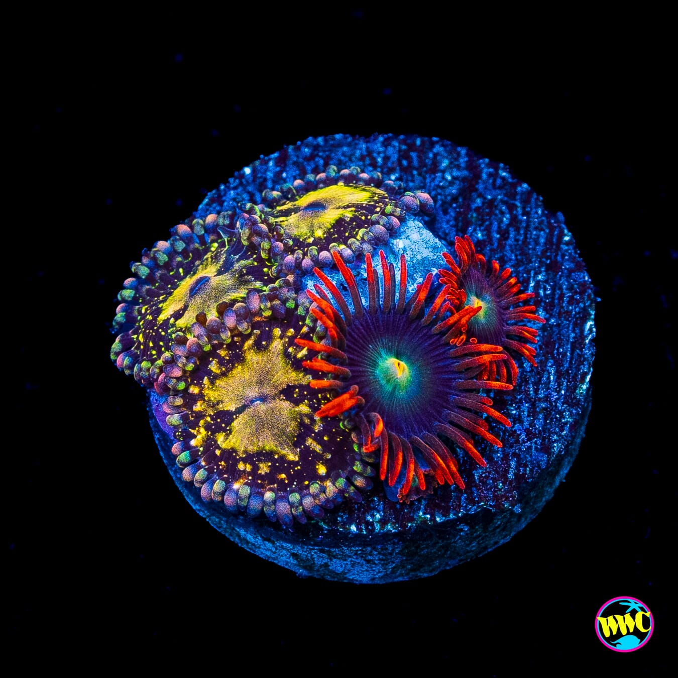 Grim Reaper and WWC Wildfire Combo Zoanthids