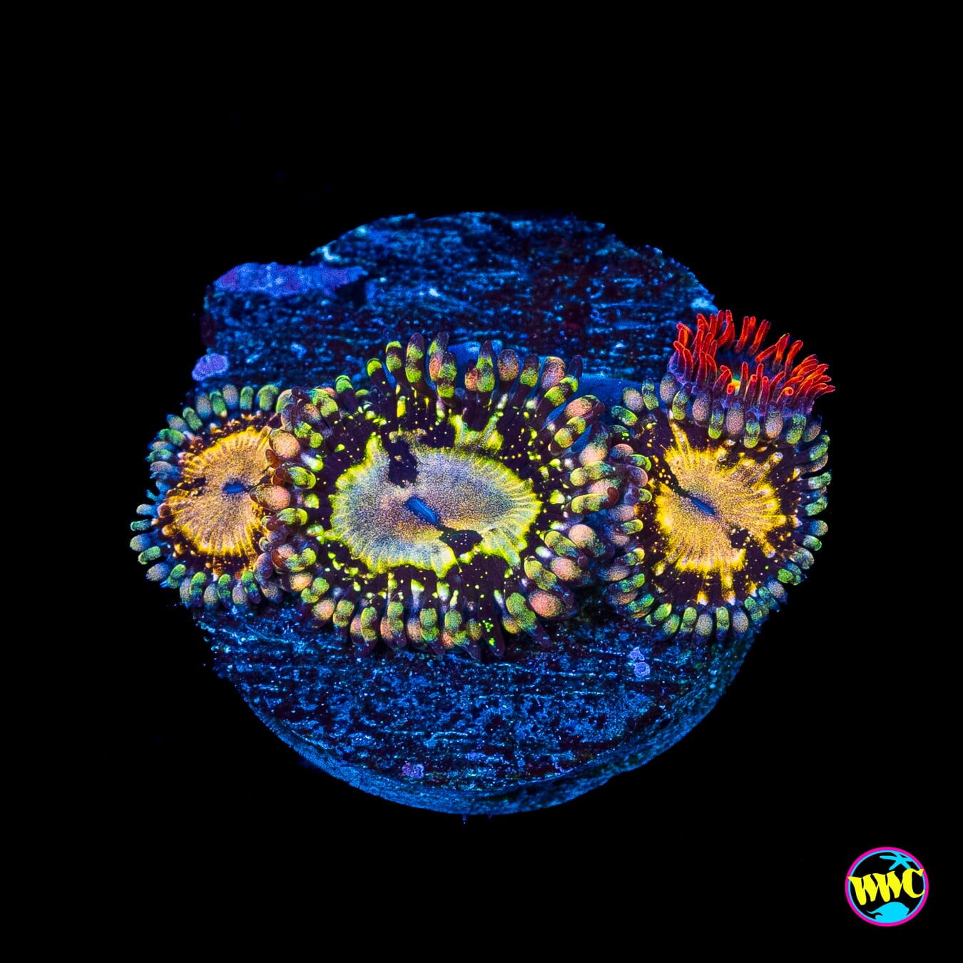 Grim Reaper and WWC Wildfire Combo Zoanthids
