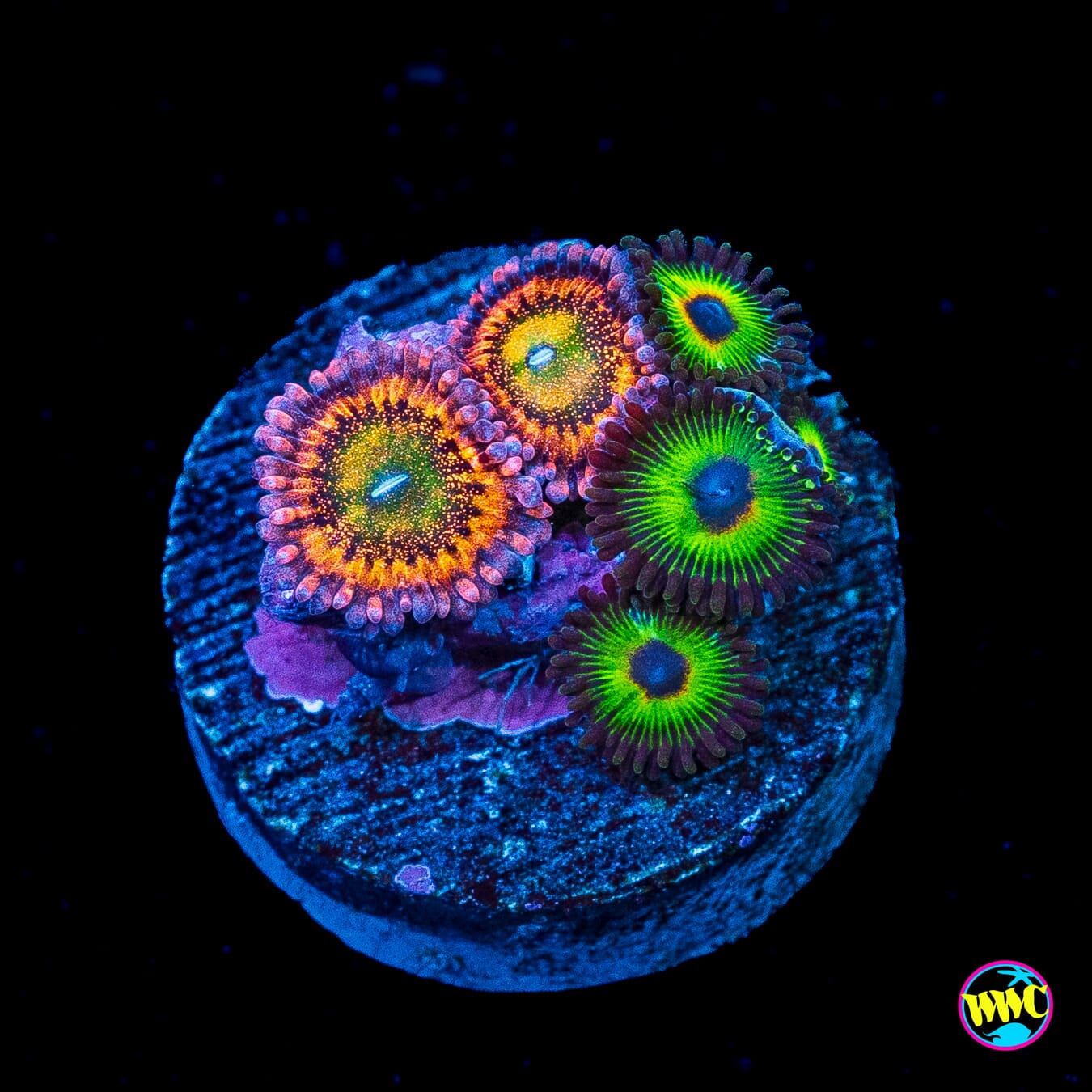 WWC Halle Berry and Bob Marley Combo Zoanthids