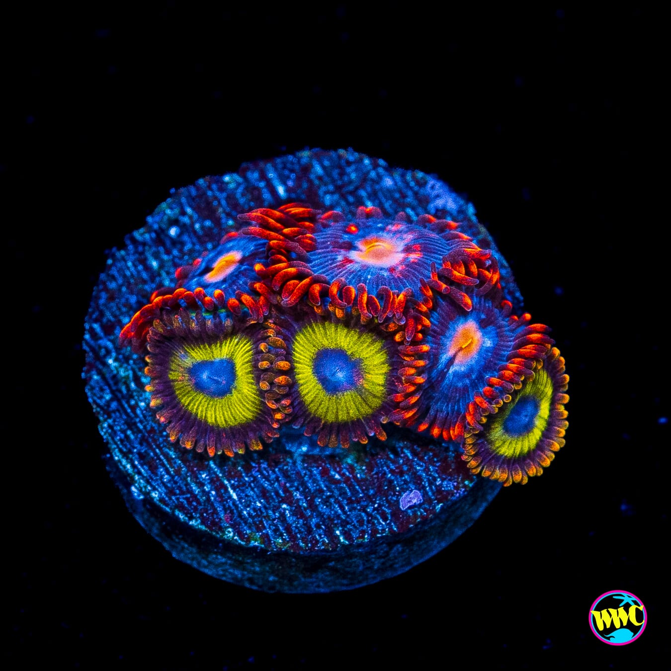 Fruit Loopz and WWC Clementine Combo Zoanthids