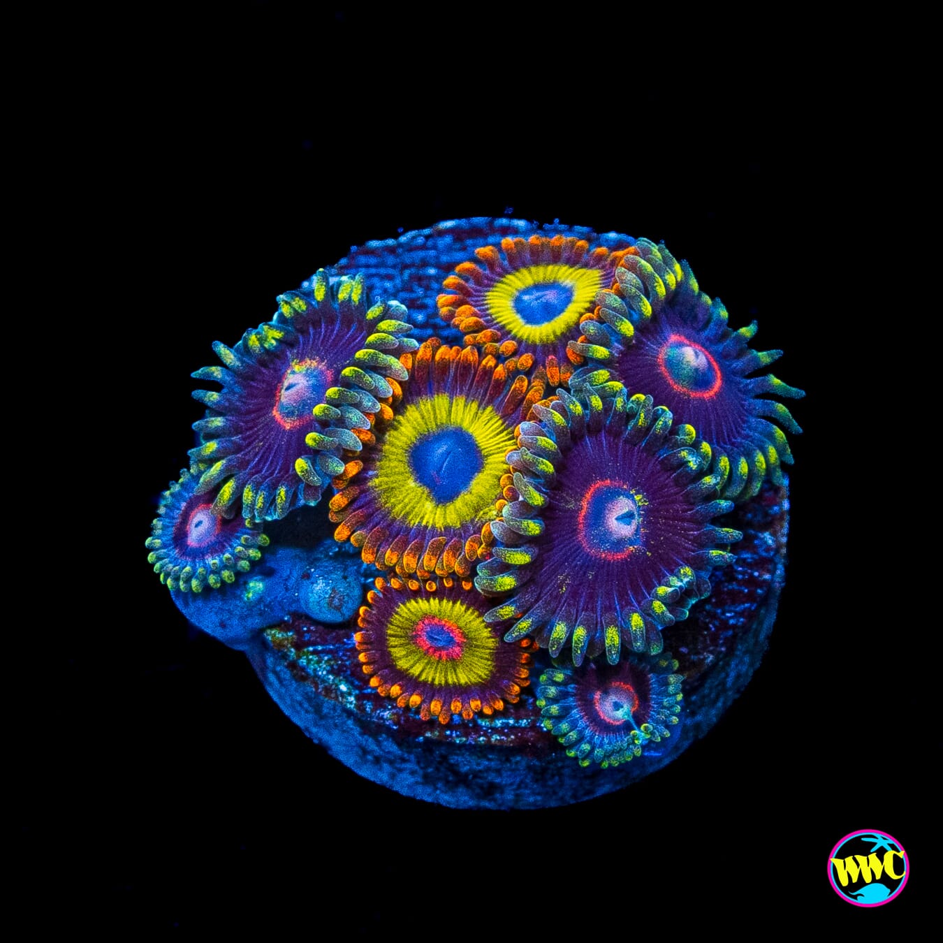 WWC Evil Heart and Fruit Loopz Combo Zoanthids