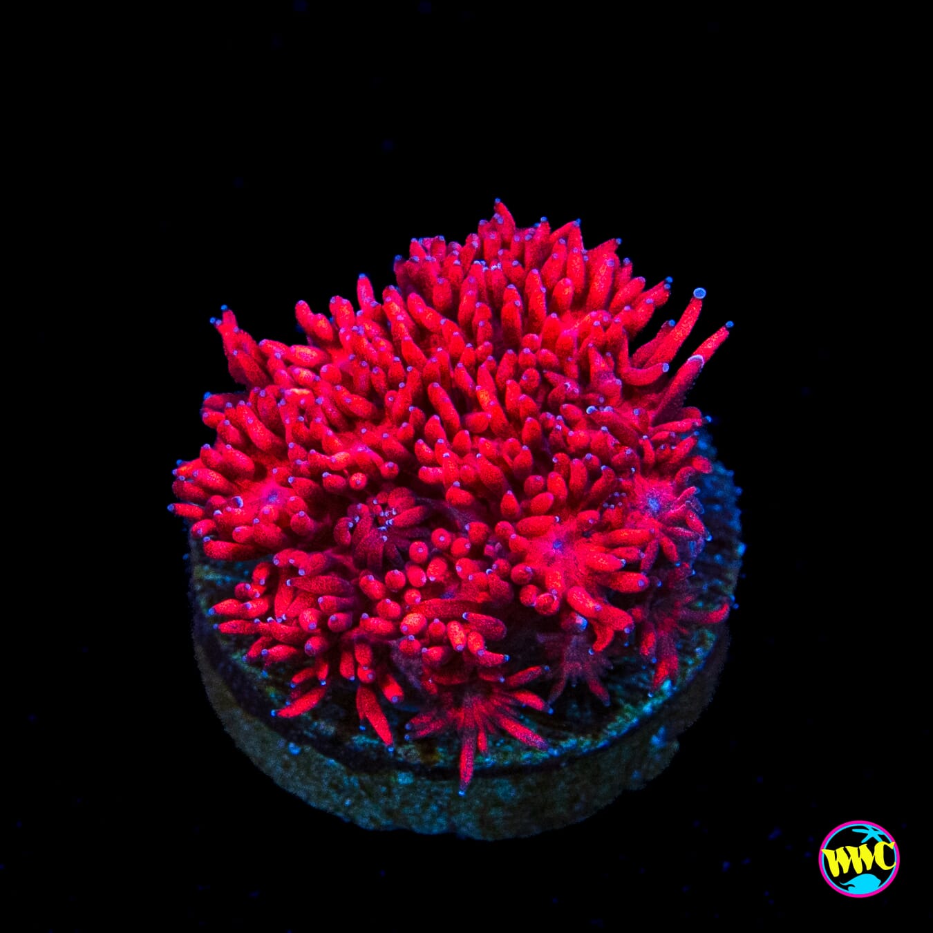 Inferno Goniopora