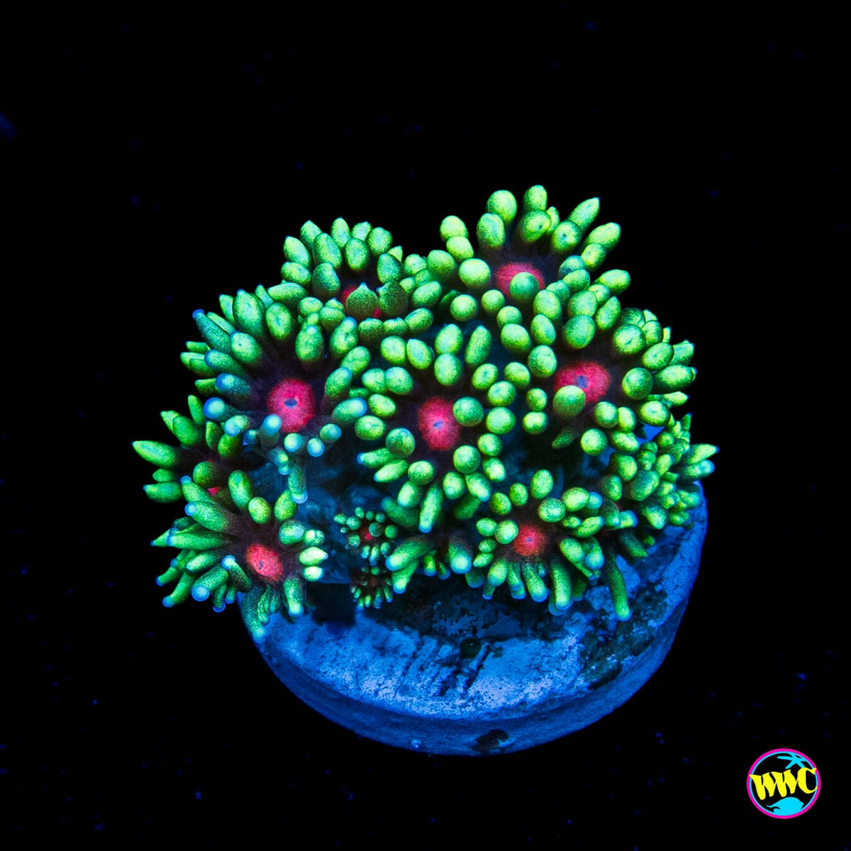 WWC Poison Nova Goniopora