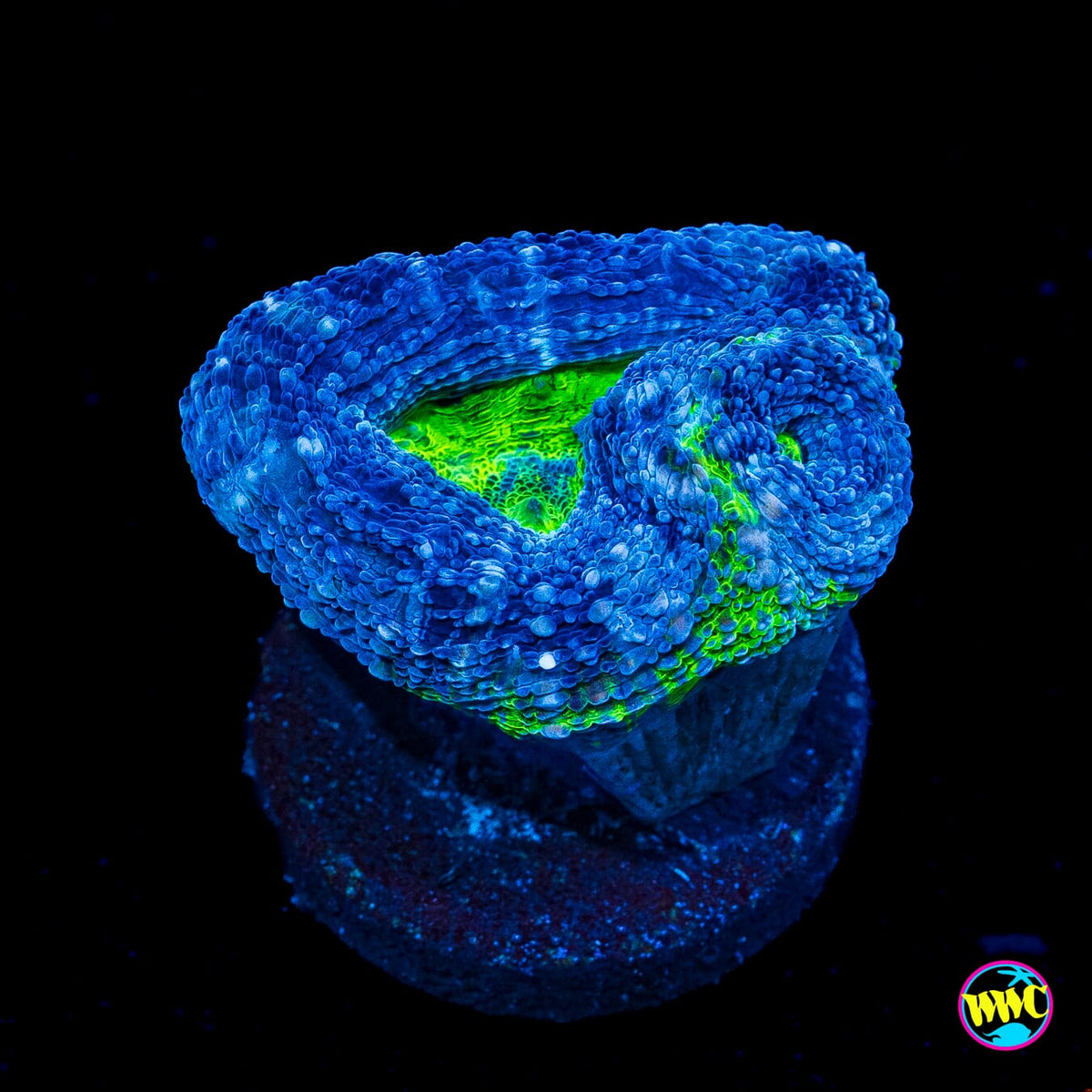 Blue Hole Bowerbanki