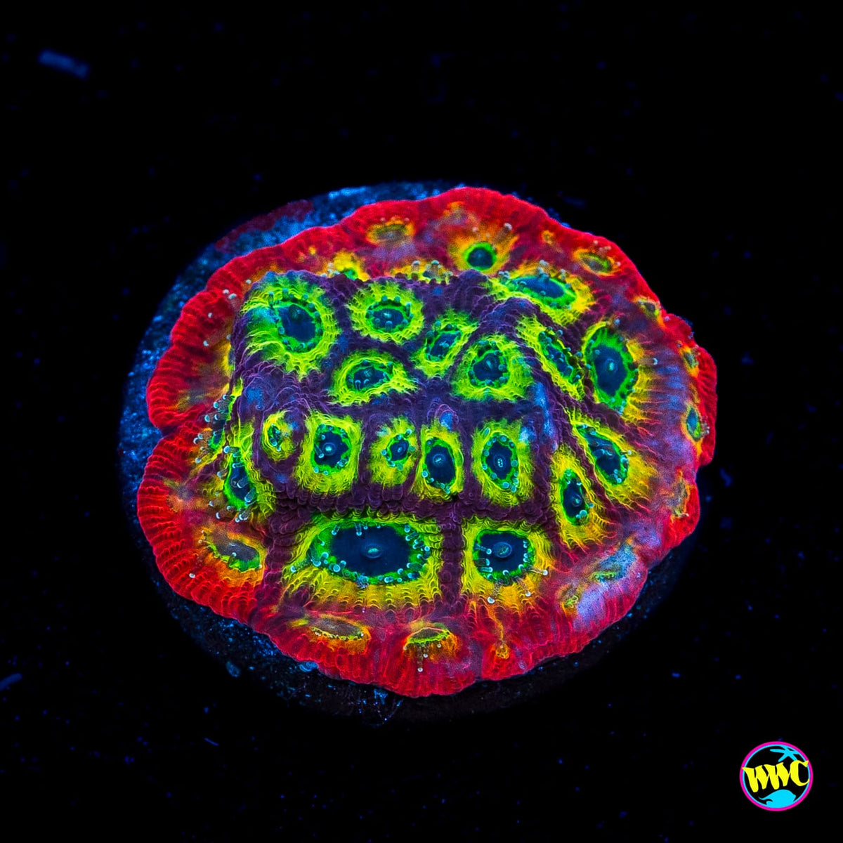 Jason Fox Sector 001 Favites