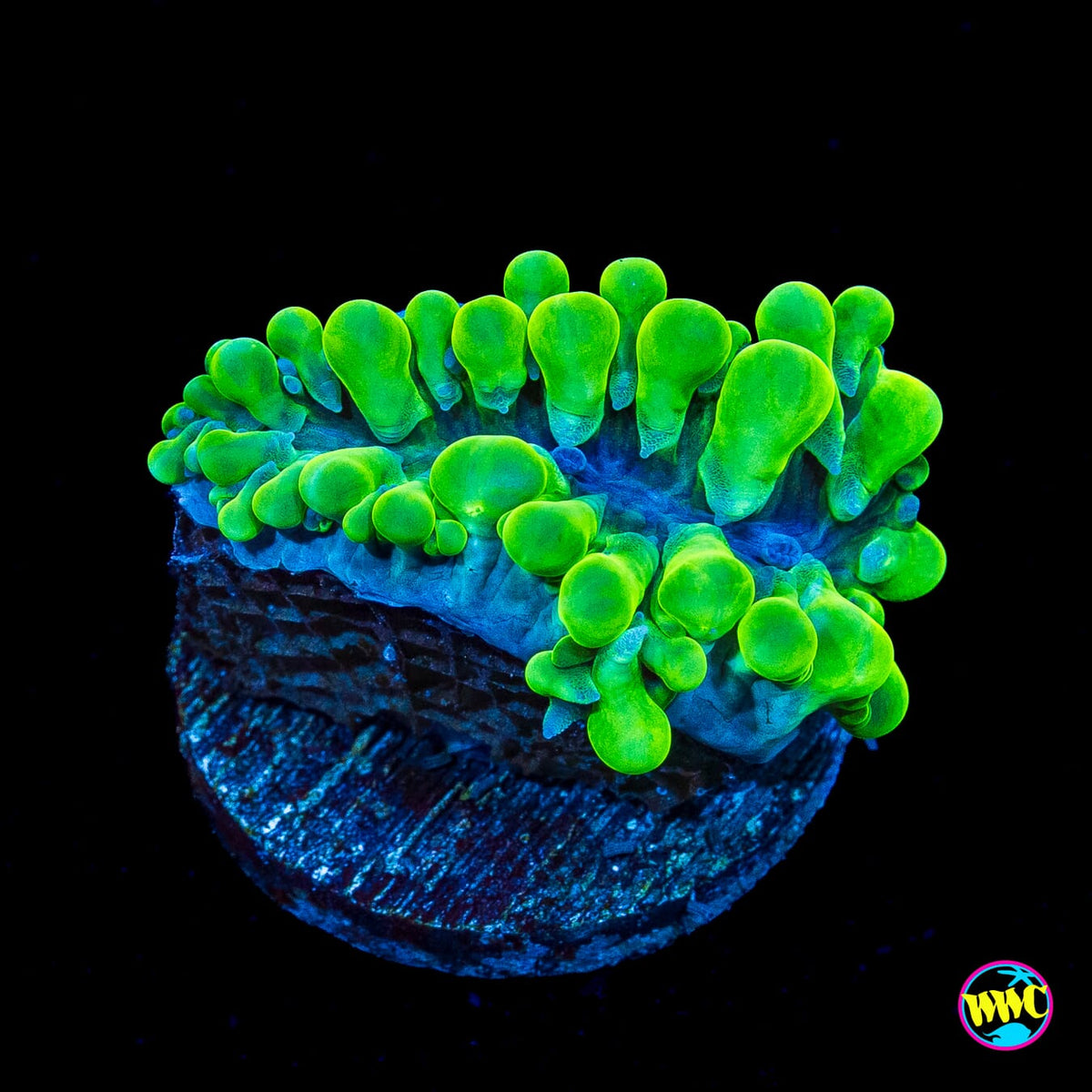 WWC Pearl Bubble Coral