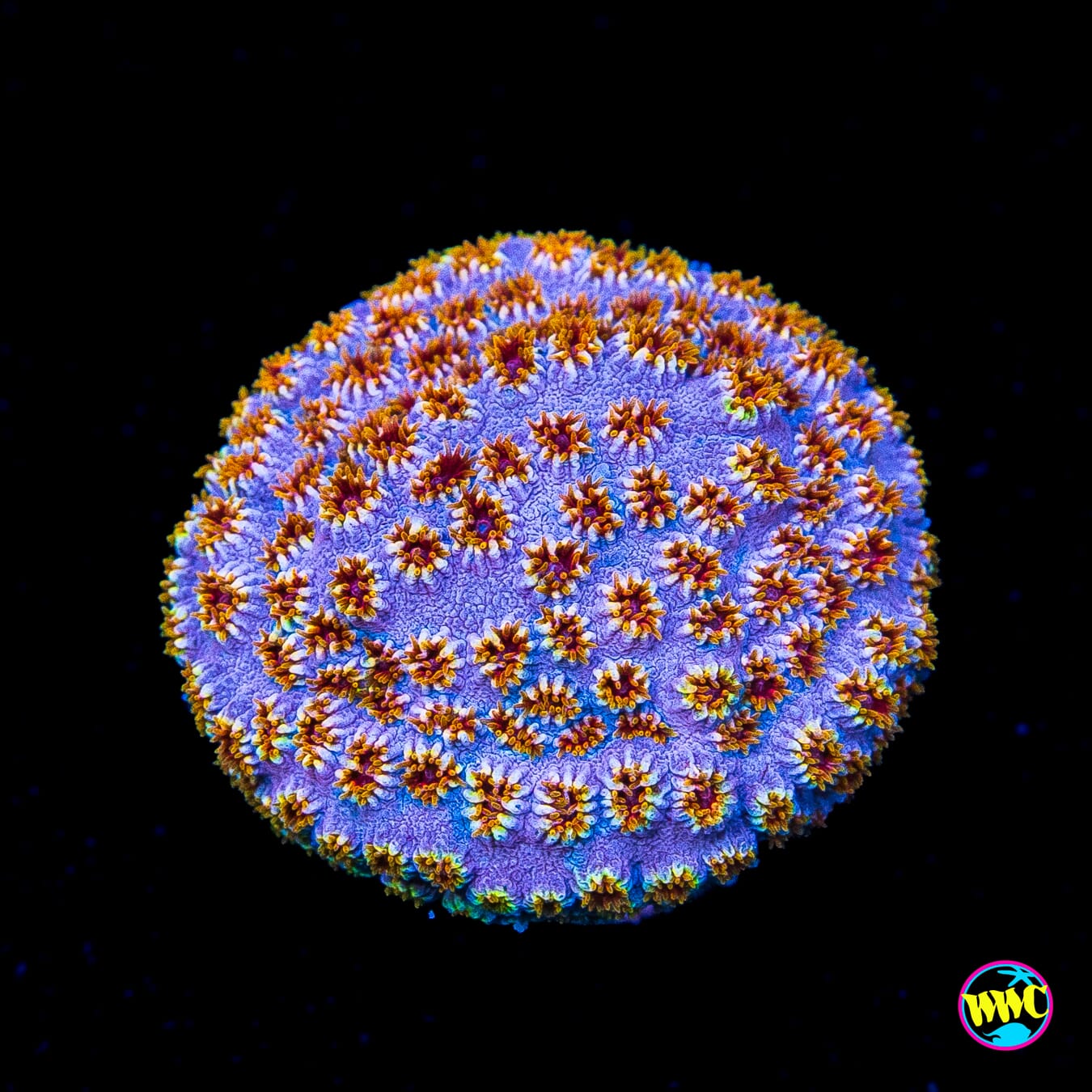 WWC Skittles Bomb Cyphastrea