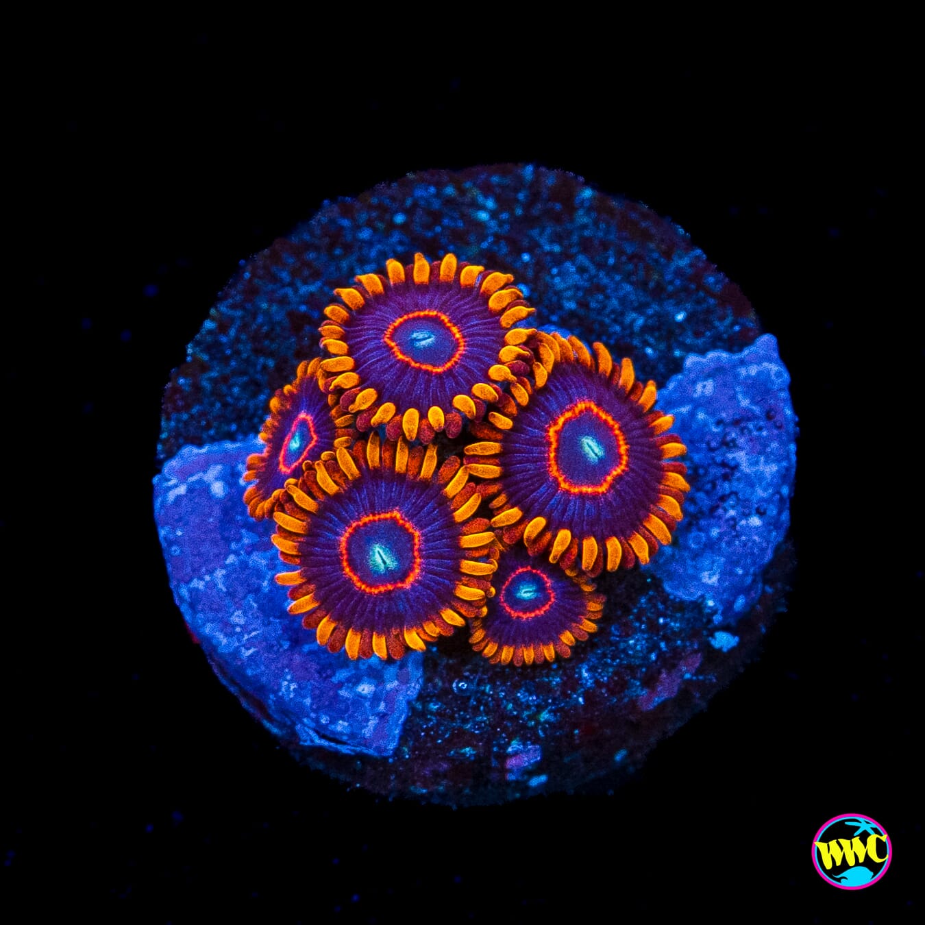 Red Hornet Zoanthids