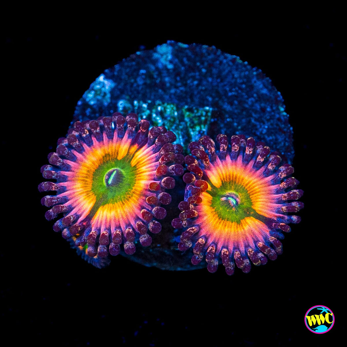 Tyree Rainbow Infusion Zoanthids