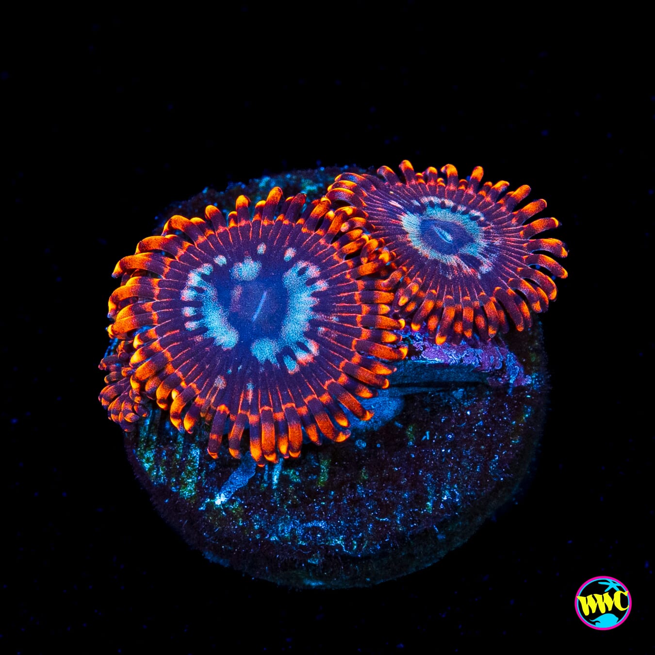 Utter Peace Zoanthids
