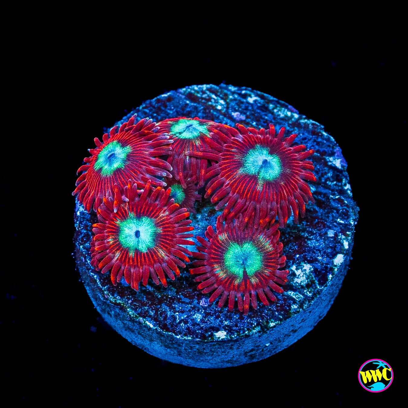WWC Bloodlust Zoanthids