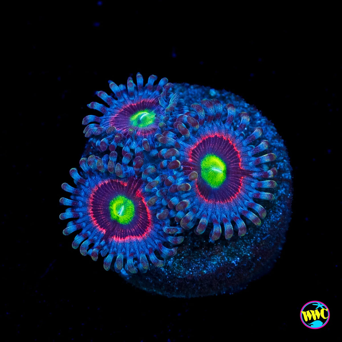 Pink Ring of Death Zoanthids