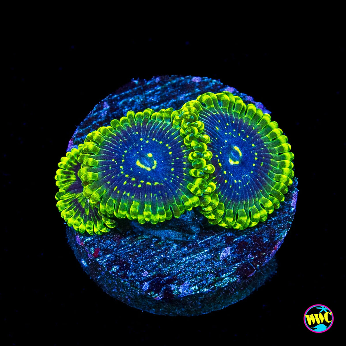 Exosphere Zoanthids