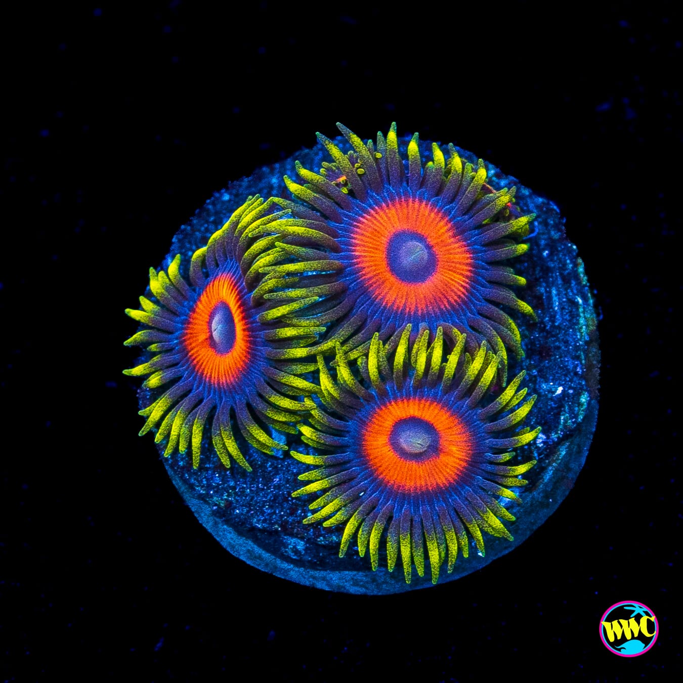 Jungle Juice Zoanthids