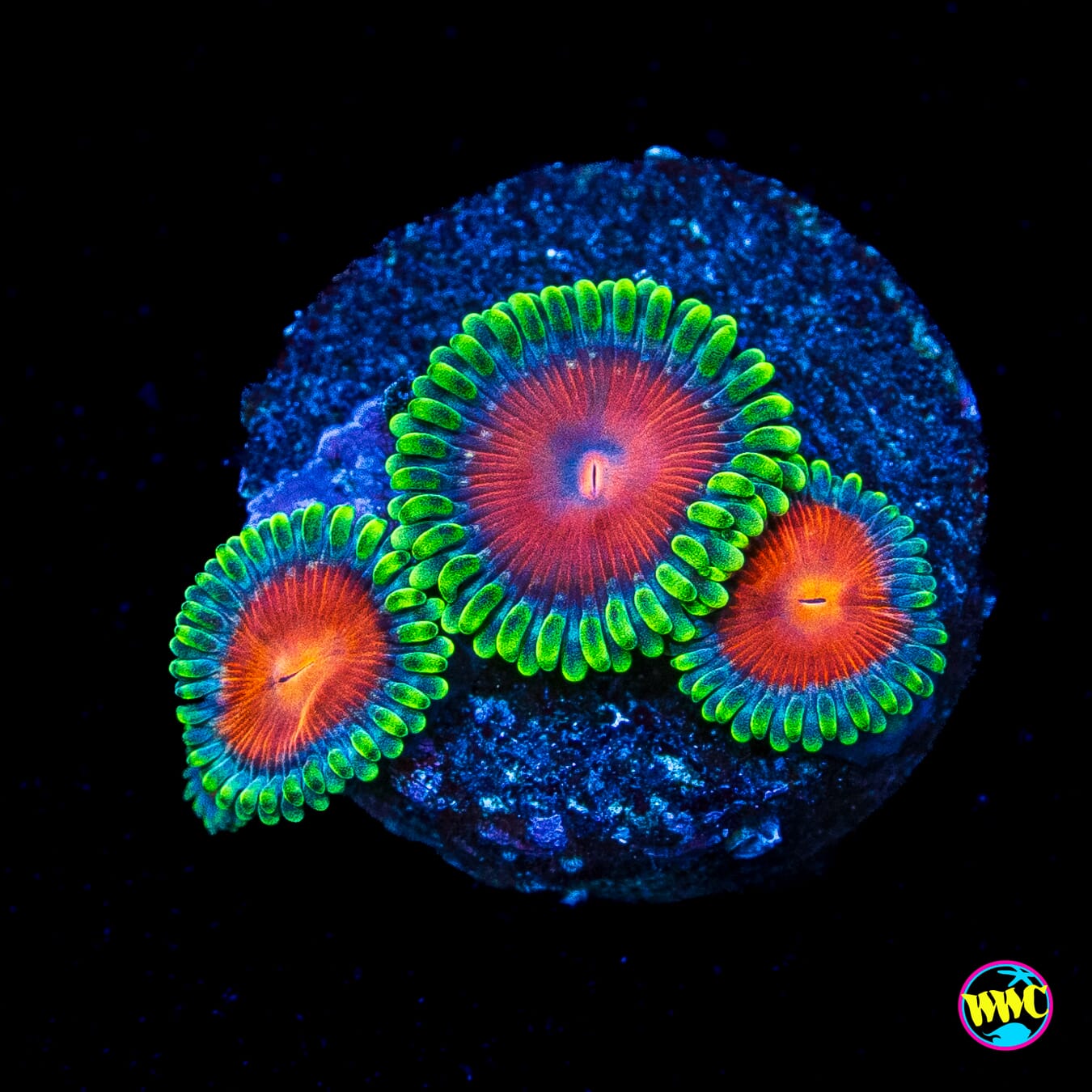 WWC Elemental Fury Zoanthids