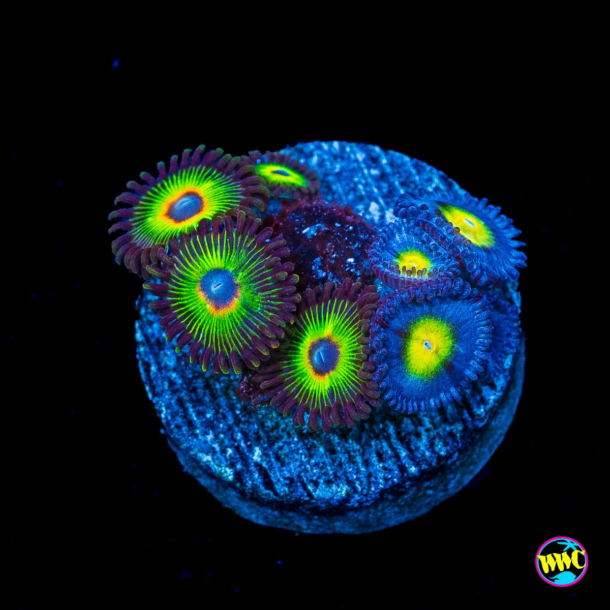 WWC Bob Marley and AOI Combo Zoanthids