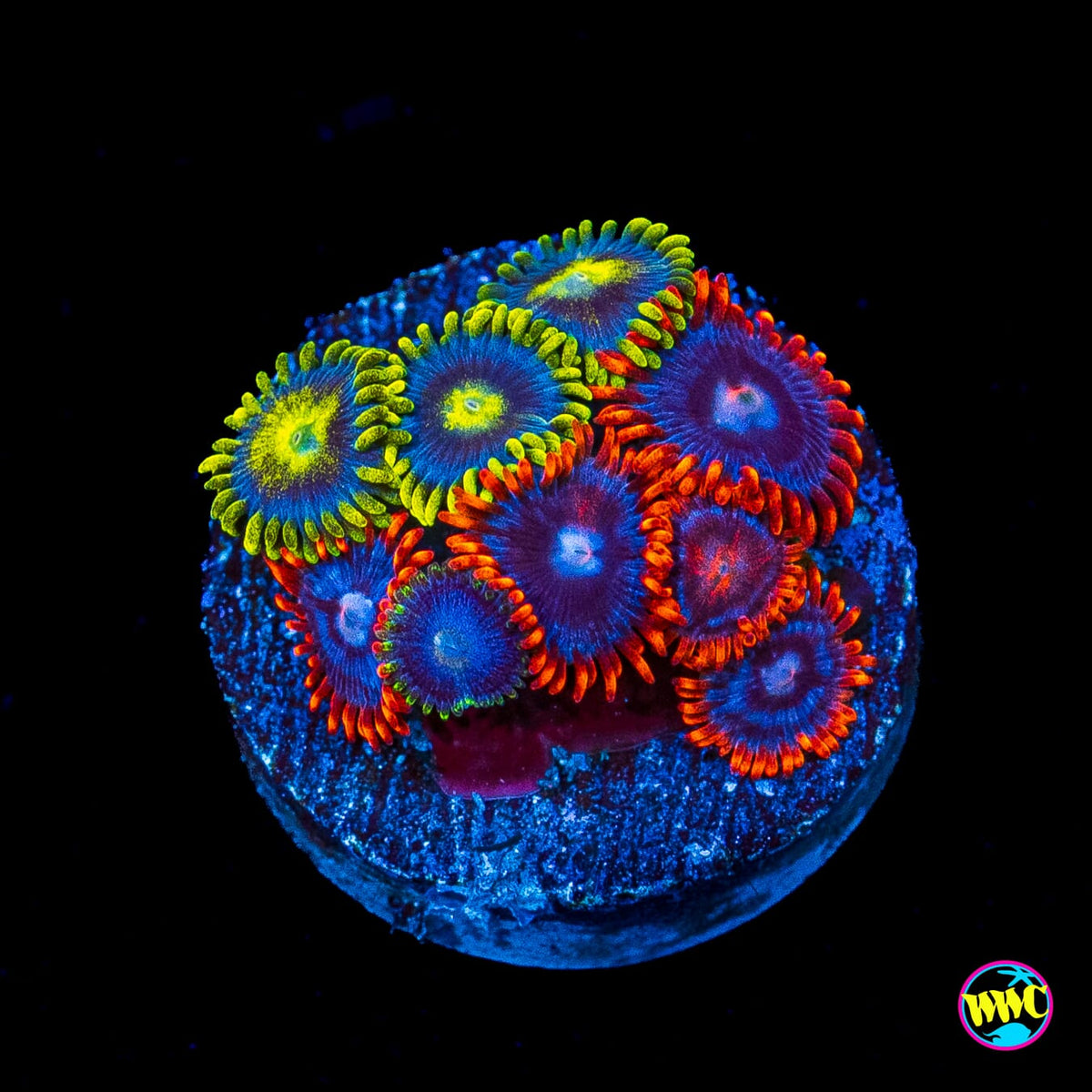 WWC Sunbeam Shuriken and Fire & Ice Combo Zoanthids