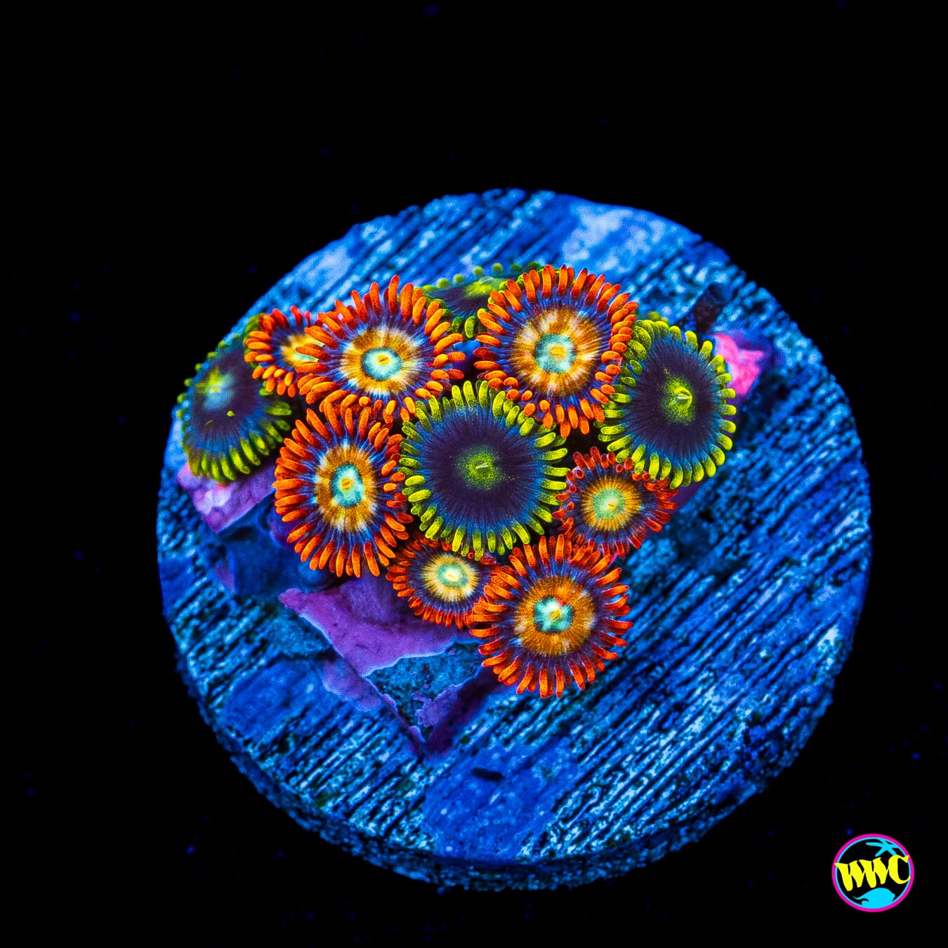 WWC Sunbeam Shuriken and Oxides Combo Zoanthids