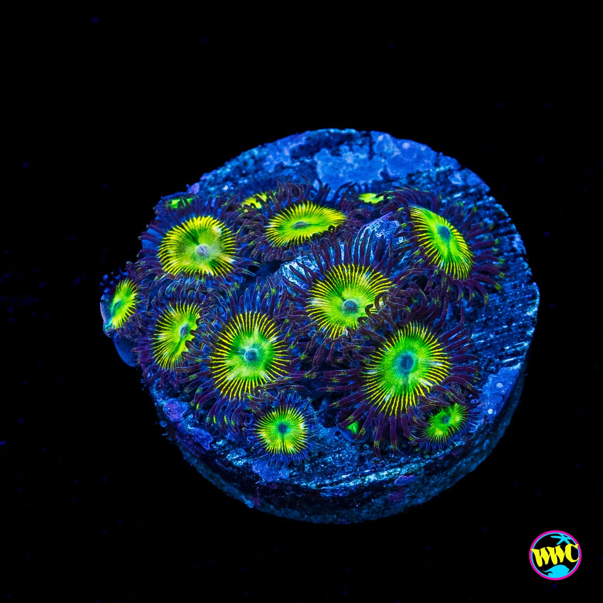WWC Mean Green Zoanthids