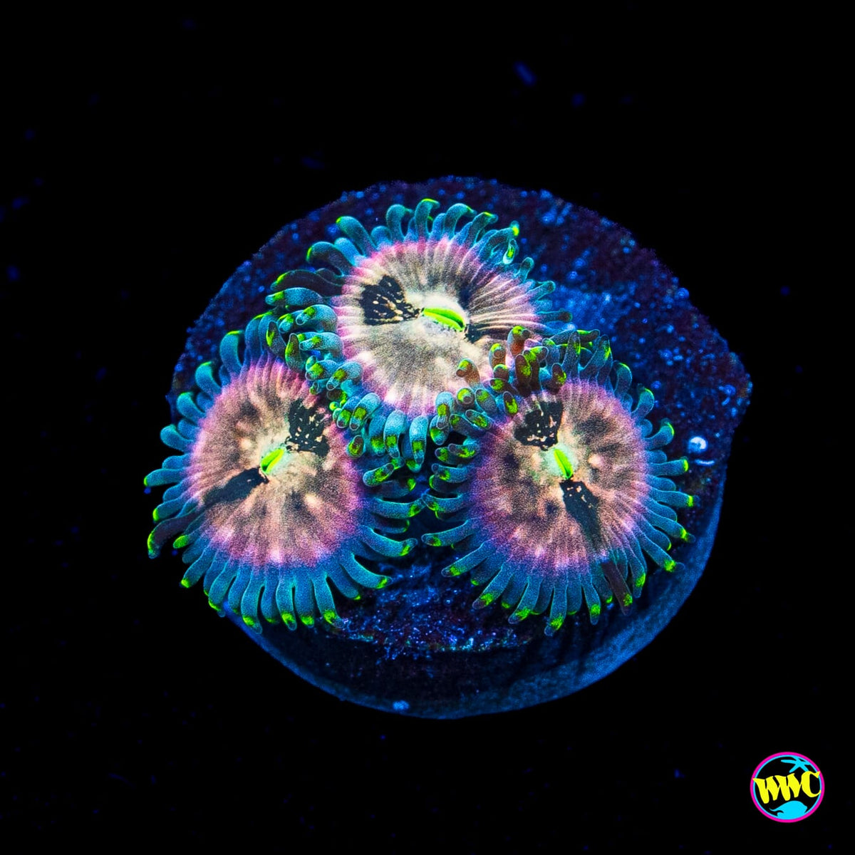 Hawaiian Ding Dang Zoanthids